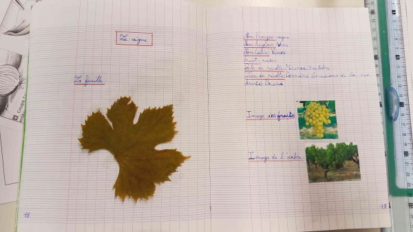 Herbier collégiens (26) | Vive les SVT ! Les sciences de la vie et de