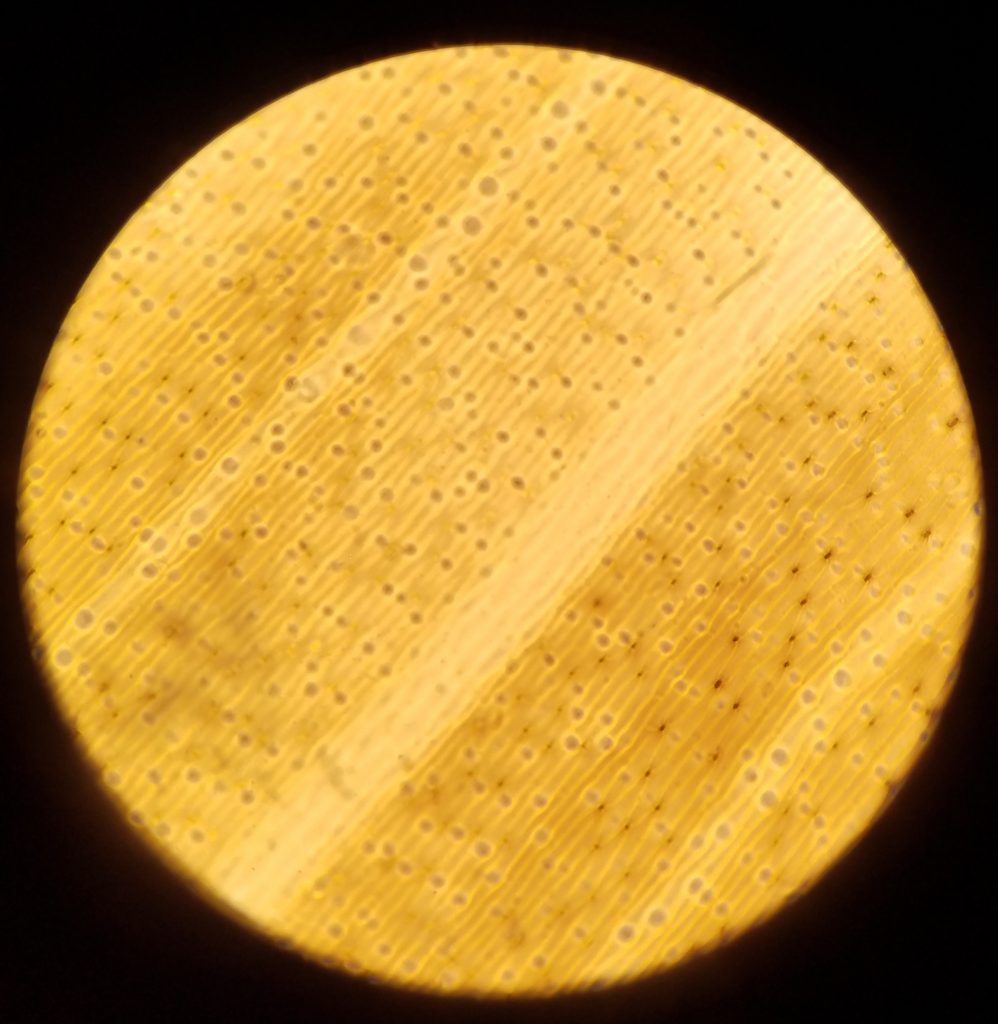 ‘iris observés au microscope optique SVT | Vive les SVT ! Les sciences ...
