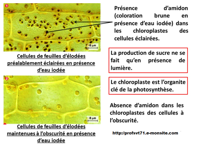 Feuille lod e Eau Iod e Lumi re Obscurit SVT Vive Les SVT Les 