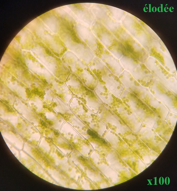 Élodée Microscope L’organisme pluricellulaire, un ensemble de cellules spécialisées ...