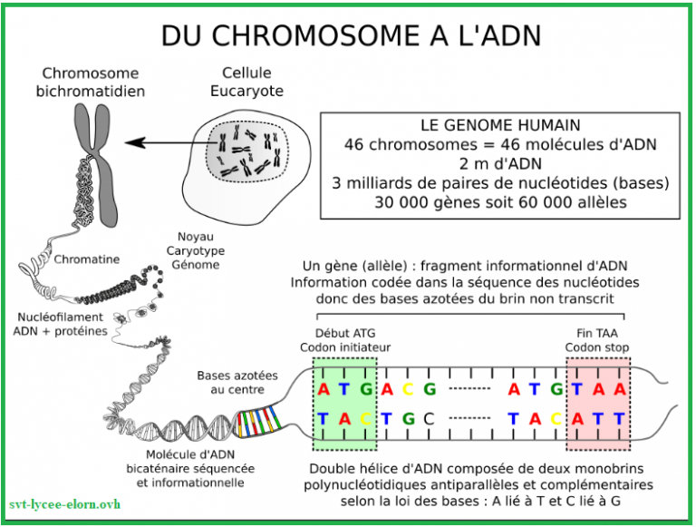 Fiche De R vision Svt 3 me Chromosomes ITVEYB Fiche De R vision Svt 3 me Chromosomes ITVEYB