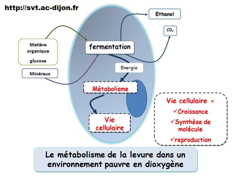 Le métabolisme des cellules – Cours de SVT en seconde