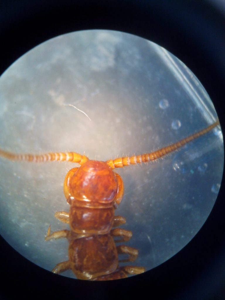 microfaune du sol observés à la loupe binoculaire SVT (1) Vive les