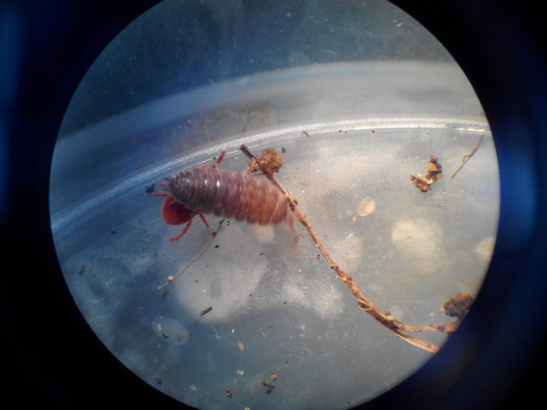 microfaune du sol observés à la loupe binoculaire SVT (10) Vive les