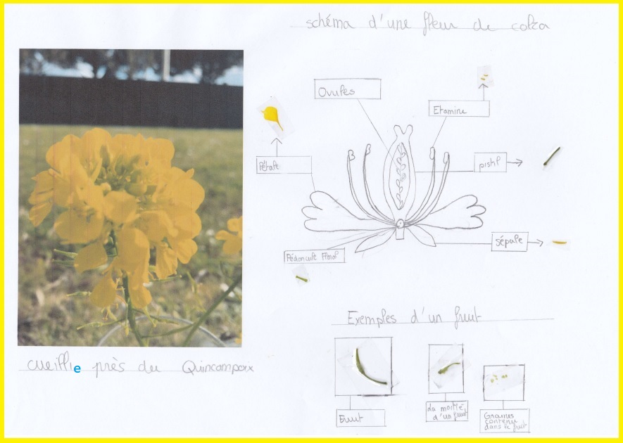 TP à la maison : dissection de fleurs