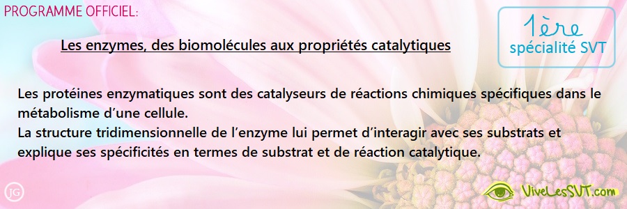 Les enzymes, des biomolécules aux propriétés catalytiques