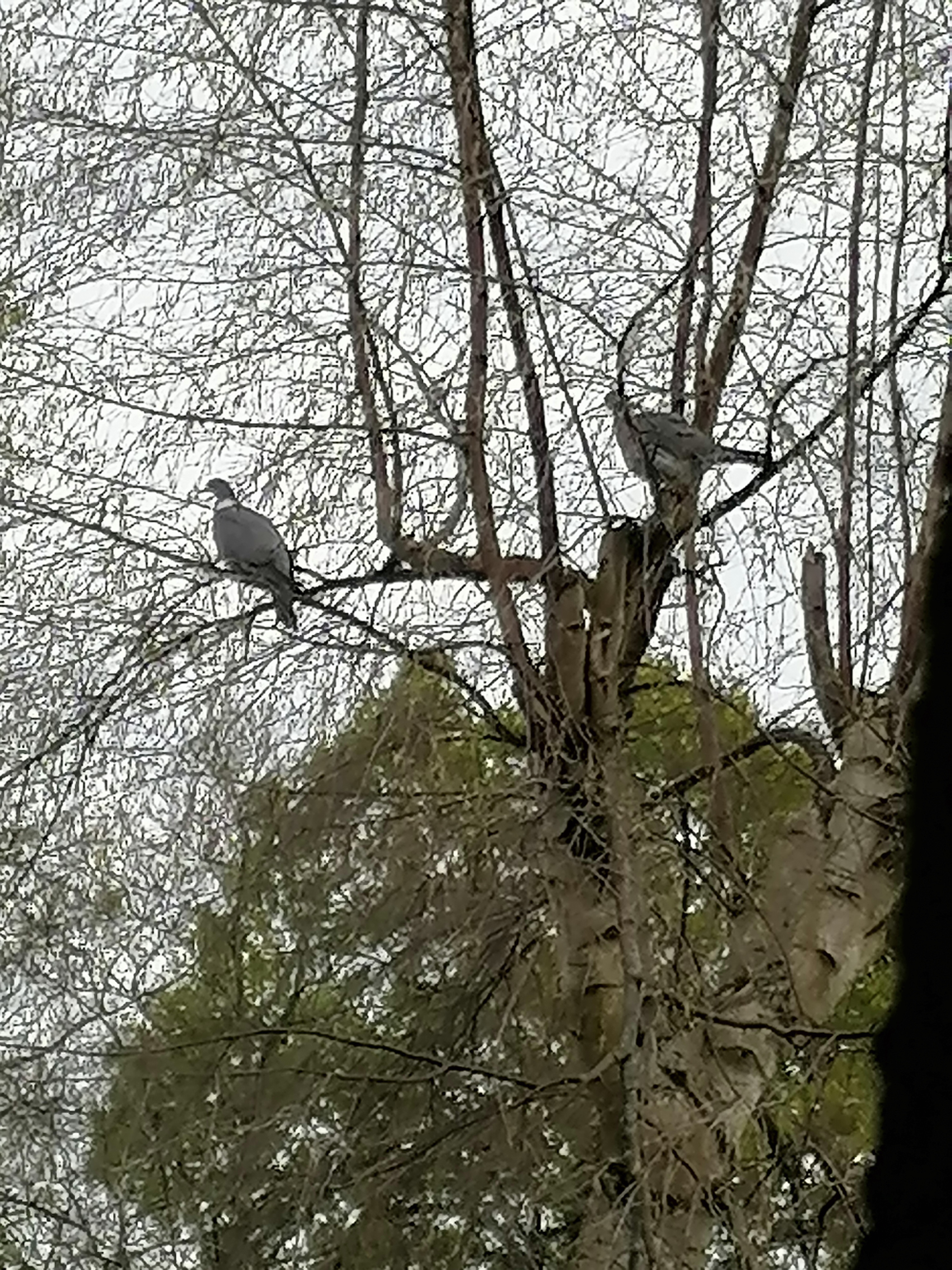 Observation des oiseaux durant le confinement