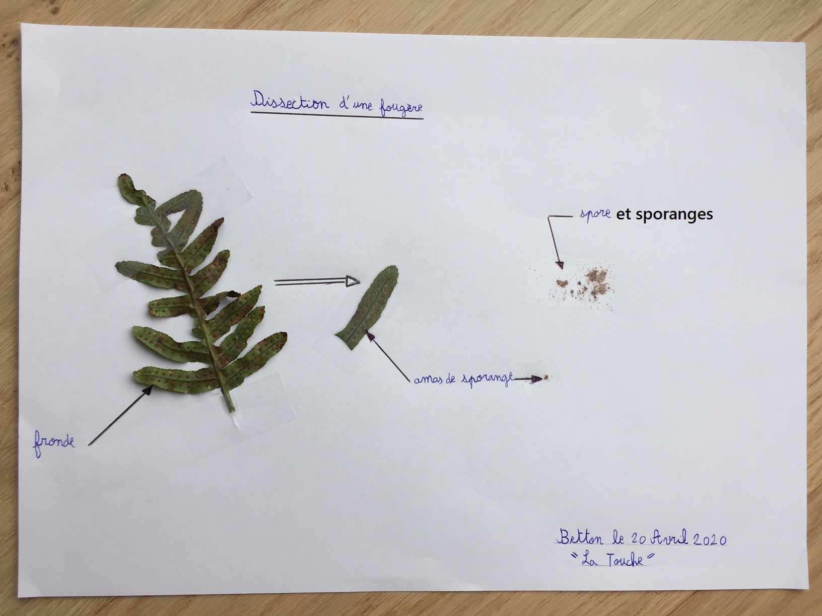 TP à la maison : dissection de fougère