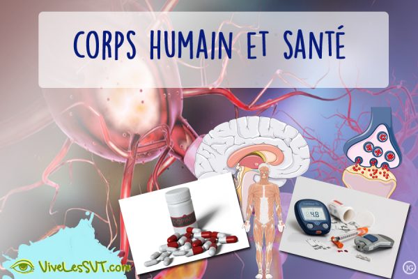 corps humain et santé première spé svt (1) | Vive les SVT ! Les