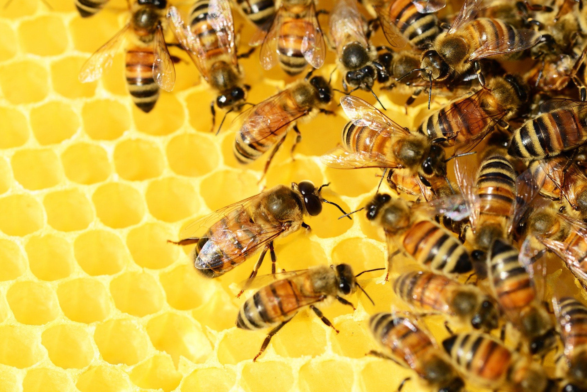Des abeilles bientôt vaccinées ?