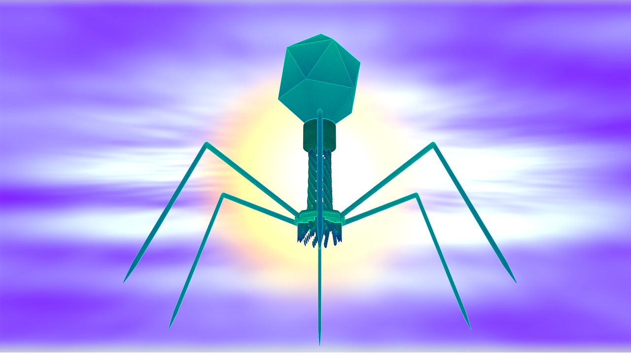 La coexistence entre phages et bactéries