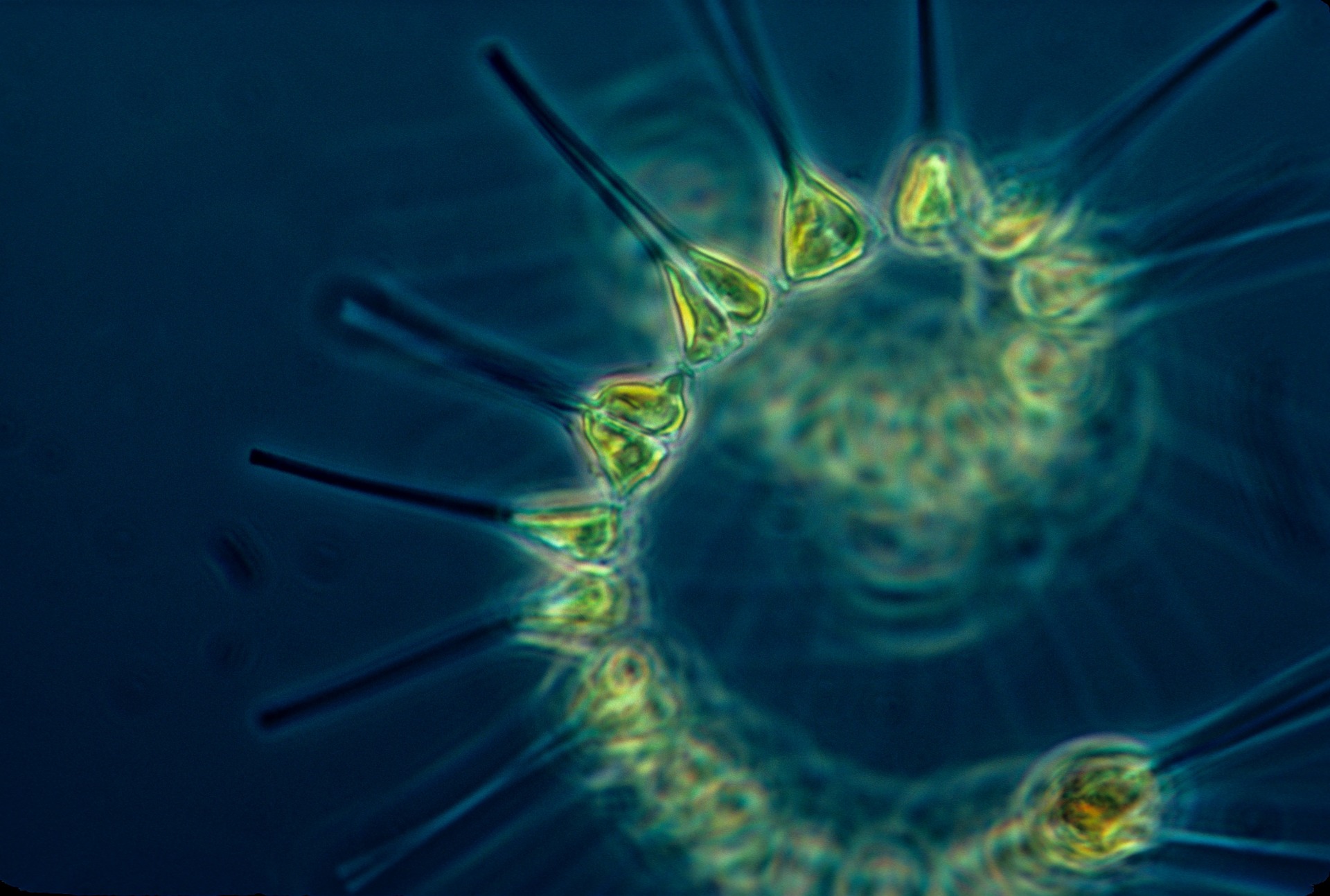Le plancton sous toutes ses formes