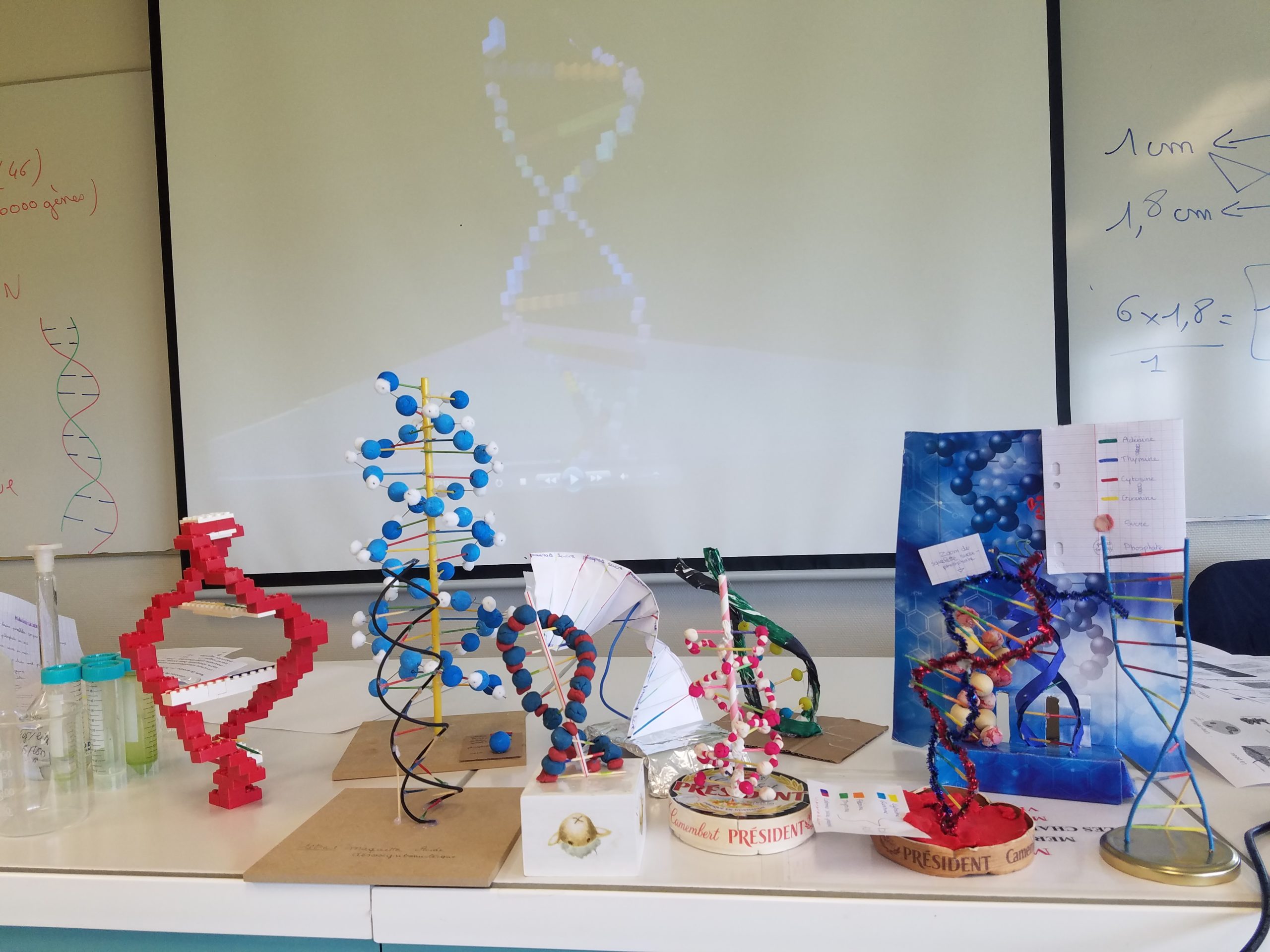 Modélisation de la molécule d’ADN