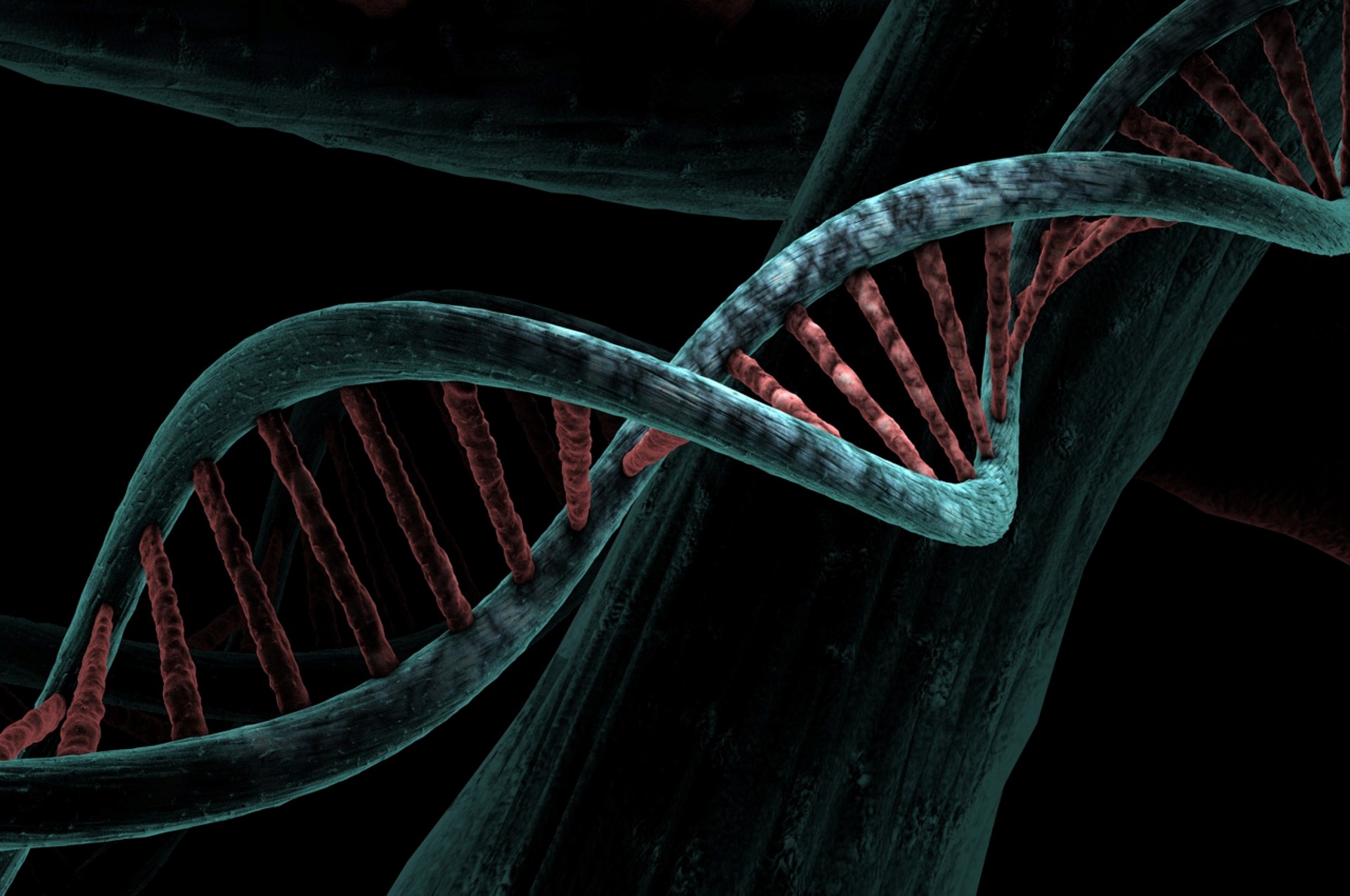 La complexité de l’organisation de l’ADN