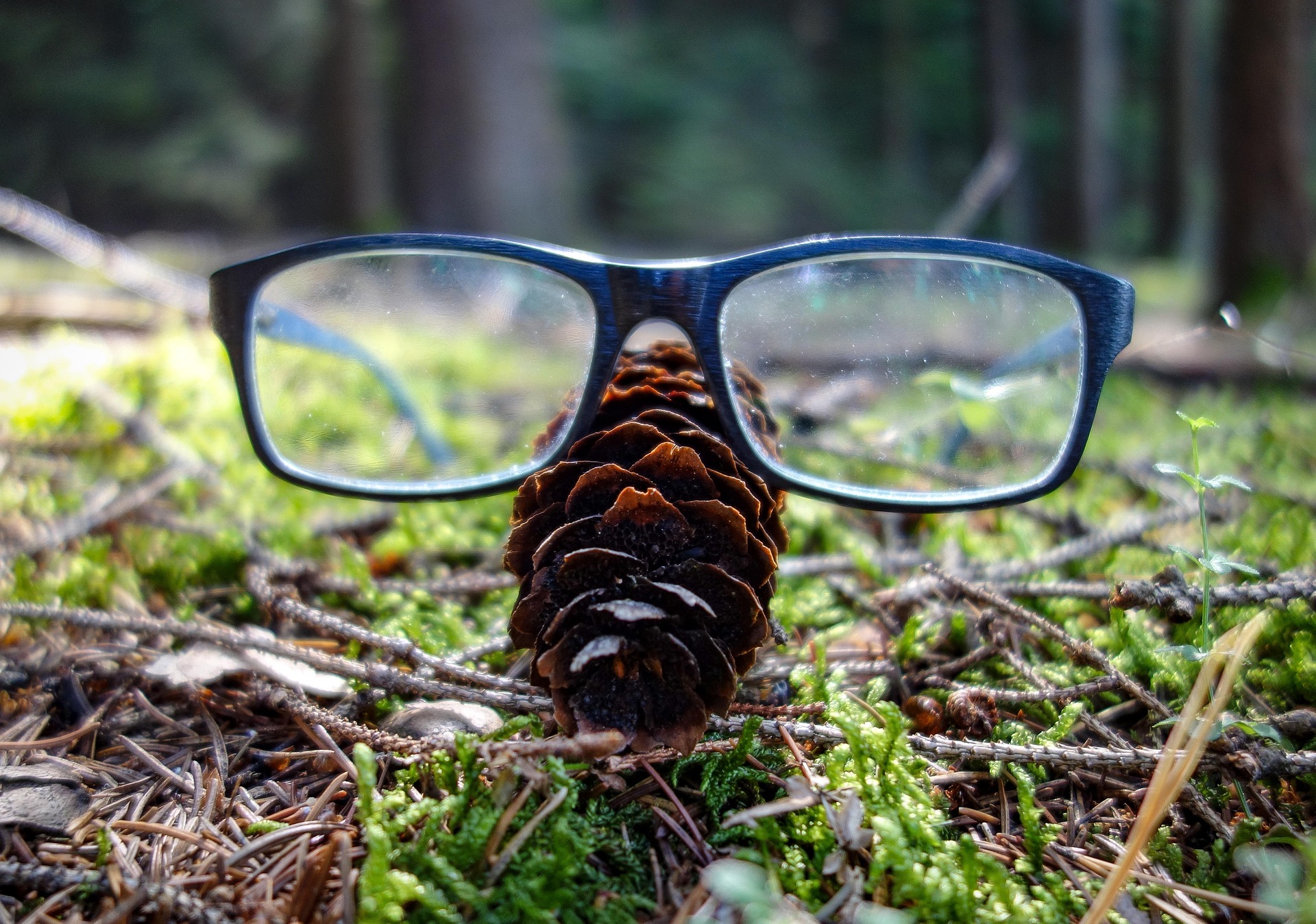 Une balade en forêt par la lecture