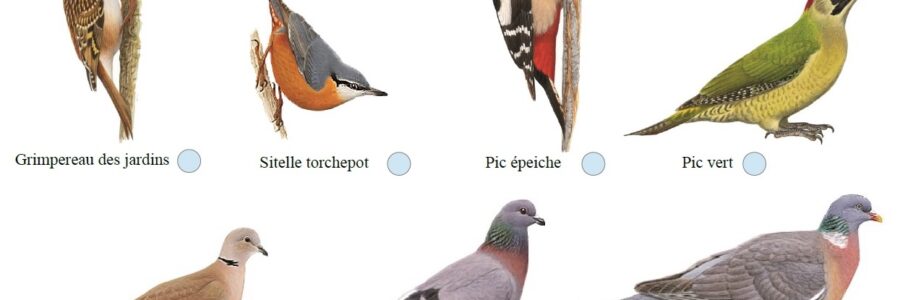 L’intelligence artificielle pour reconnaître les oiseaux