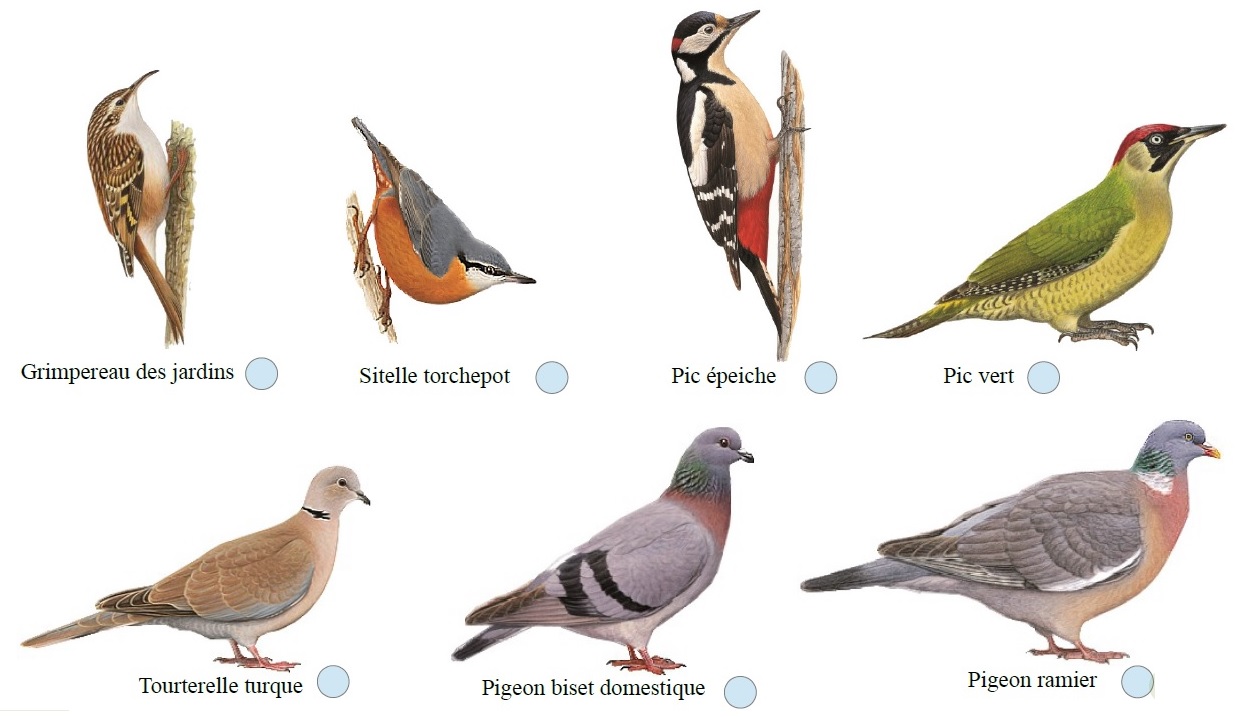 L’intelligence artificielle pour reconnaître les oiseaux